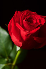 Flower close up