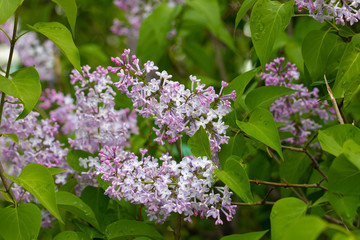In the mounth of may lilac blooms luxuriously in the garden
