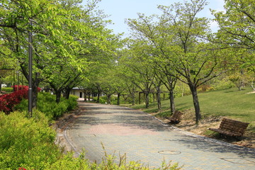 新緑の散策路　初夏の散策路　新緑の遊歩道　散策路　遊歩道　歩道　初夏の風景　初夏の景色　新緑　