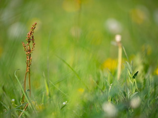 Allergens Plants, detail of plants with flower