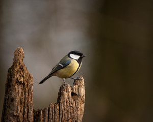 Colourful vibrant Great Tit bird Parus Major on branch in Spring sunshine in garden