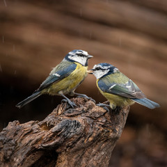 Image of Blue Tit bird Cyanistes Caeruleus on branich in Spring sunshine and rain in garden