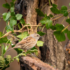 Dunnock bird Prunella Modularis on ivy covered branch in Spring