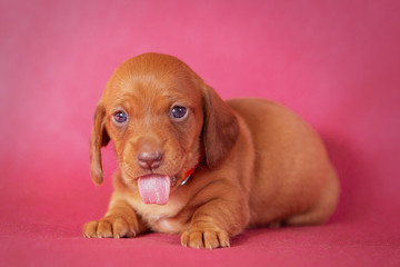 Portrait of a isolated dachshund puppy in studio