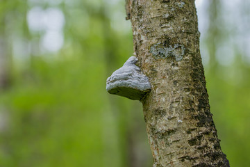 mushrooms on trees in the forest