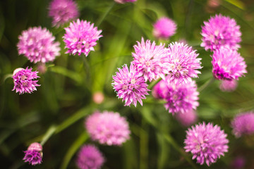 Bush with flowers in the summer garden
