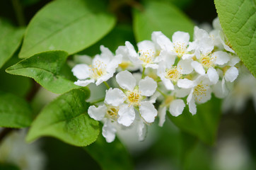 apple tree blossom