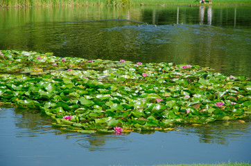 Beautiful water lily flower in the natural environment