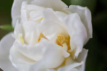 Naklejka na ściany i meble tulip petals background beautiful flower blossom close-up macro blurred