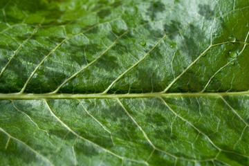 Green leaf with veins closeup. Horseradish leaf green texture top view. Leaf of a plant with drops of water, natural background.