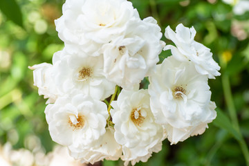 white flowers of roses