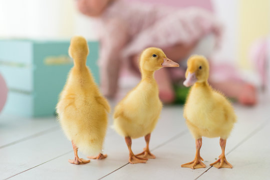 Three little beautiful yellow duckling
