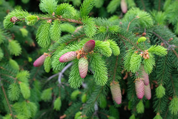 Young beautiful pink fir cones on a branch closeup in spring in a city park. Beautiful spruce tree...