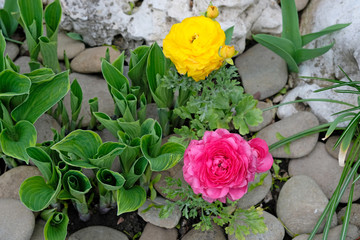 Ranunculus ( crowfoot) in landscape design. Multi-colored flowers and stones are an option for decorating borders. Colorful Asian buttercup flowers and juniper twigs for flower beds