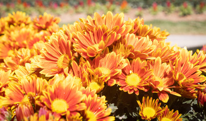 Orange Gerbera Daisy or Gerbera Flower in Garden with Water Drop and Natural Light