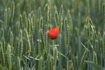 Obraz premium Mohnblume in einem Weizenfeld