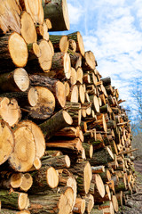 Wood stack with logs from below