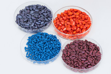 Herbicide-treated sunflower and corn seeds in a Petri dish on a table