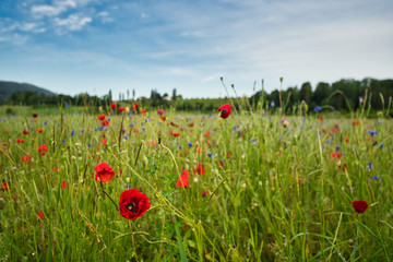 Eine bunte Blumenwiese