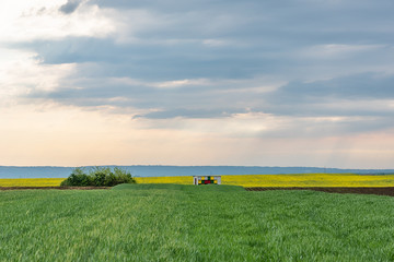 Wheat field and cloudy sky