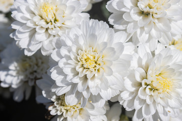 White Chrysanthemum or Mums Flowers in Garden with Natural Light Background