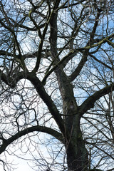 Backlit branches of a tree without leaves