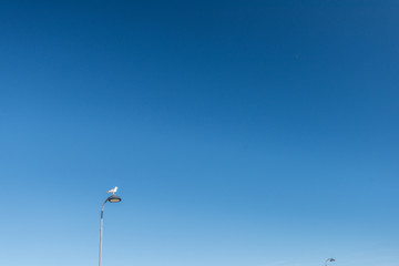 Sea gull sitting on a lamp post. Blue skies