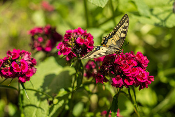 Large yellow and black butterfly on a red flower