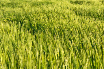 Nice rolling green field. Agricultural field with barley. Beautiful field of cereals (wheat, barley, oats) green on a sunny spring day.