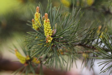 Green young shoots on a pine branch close up on Russian Ppine tree a spring Sunny day