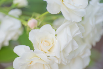 Obraz na płótnie Canvas white rose close up
