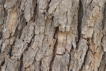 texture and background of  neem bark 