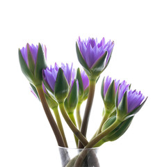 isolated purple water lily on white background