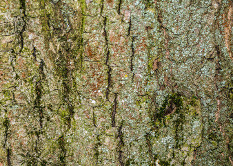 the bark of an old tree in a summer forest.