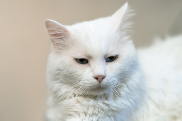 Portrait of Siberian white cat. A 15-year-old cat.