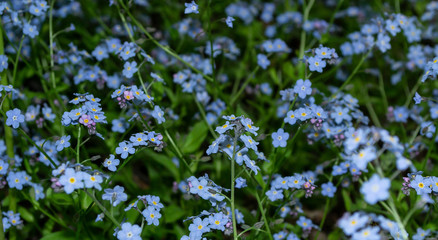 blue flowers in a forest clearing.