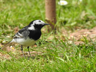 bird on a grass