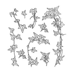 Vector set of ivy leaves - obrazy, fototapety, plakaty