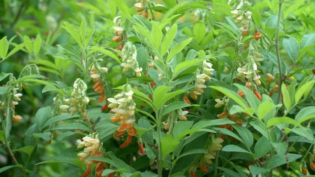 A blooming yellow pea plant (lathyrus laevigatus) moving gently in a spring breeze
