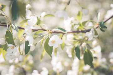 Blooming aplle tree in the garden. Selective focus. 