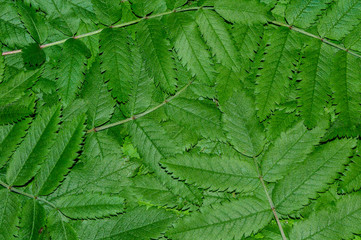 spring green leaves of a Rowan tree in a square.