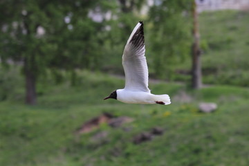 A white gull flies against the background of trees on a summer day