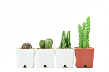 Unequal height potted cactus isolated on white background. Growth steps conceptual. Green decoration and living.