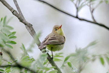 icterine warbler hippolais icterina sitting on branch of bush looking back. Cute little green songbird in wildlife.