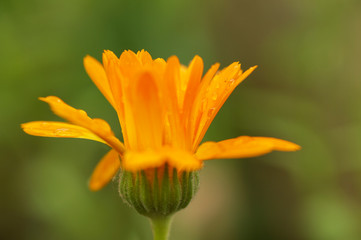 Orange Blüte mit Regentropfen