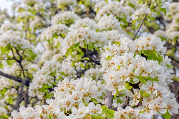 blooming pear branches as background