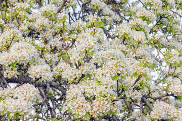 blooming pear branches as background