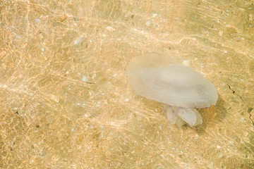 Jellyfish eared aurelia in shallow water near the coastal beach © nskyr2