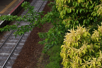 Image of Yellow tree flowers with the tracks in the background