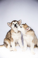 Malamute dog puppies studio white background